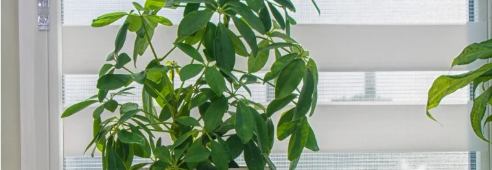 Grünpflanze im Topf